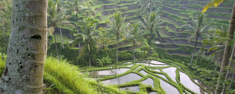 Ubud Has Become The Popular City In Asia